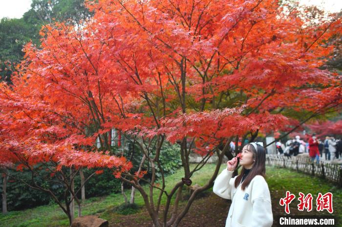 长沙市岳麓山进入枫叶最佳观赏期