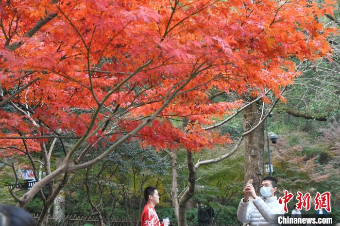 长沙市岳麓山进入枫叶最佳观赏期