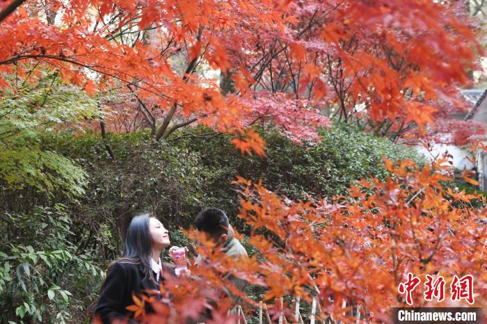 长沙市岳麓山进入枫叶最佳观赏期