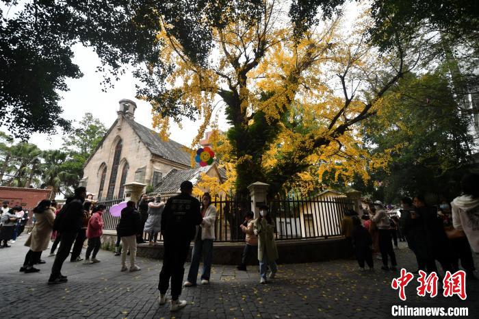 福州：百年银杏与百年教堂相映成趣