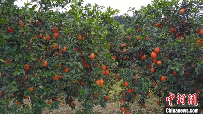 橙子挂满枝头 三峡库区奉节脐橙迎来丰收季