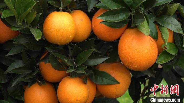 橙子挂满枝头 三峡库区奉节脐橙迎来丰收季