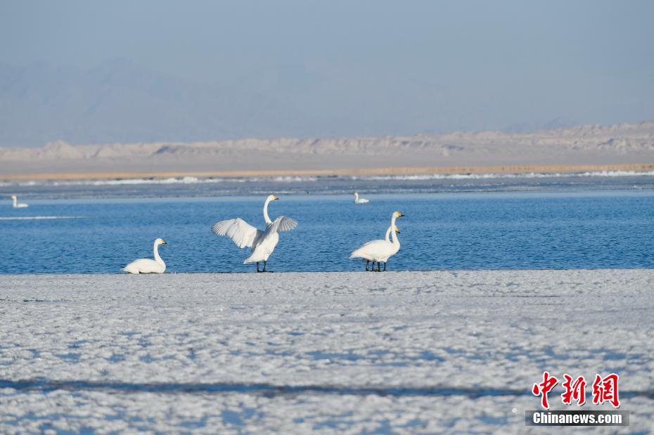 青海高原“姊妹湖” 大天鹅、普氏原羚享受冬日时光