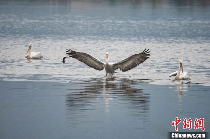 卷羽鹈鹕如约而至 飞抵福建罗源湾越冬