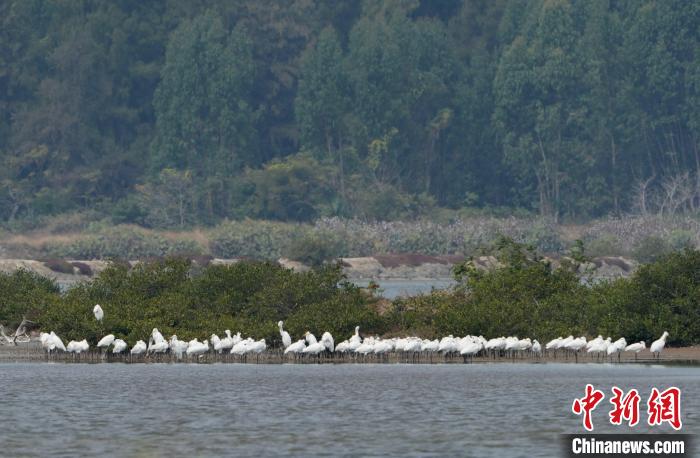 200余只全球濒危鸟类黑脸琵鹭在海南越冬