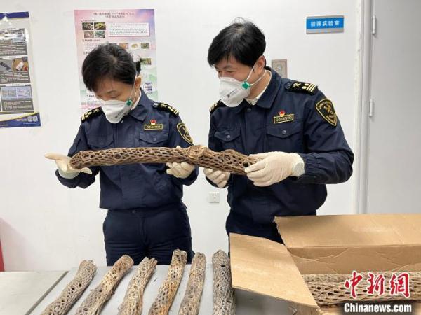 天津海关查获濒危仙人掌科植物制品