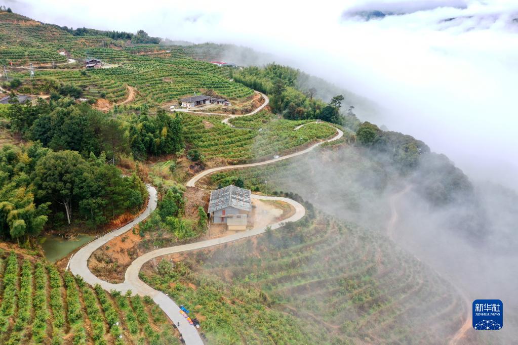 新春走基层｜高山果园兴乡村