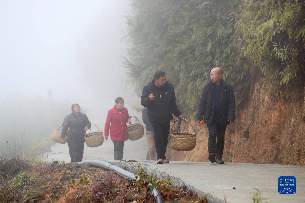 新春走基层｜高山果园兴乡村