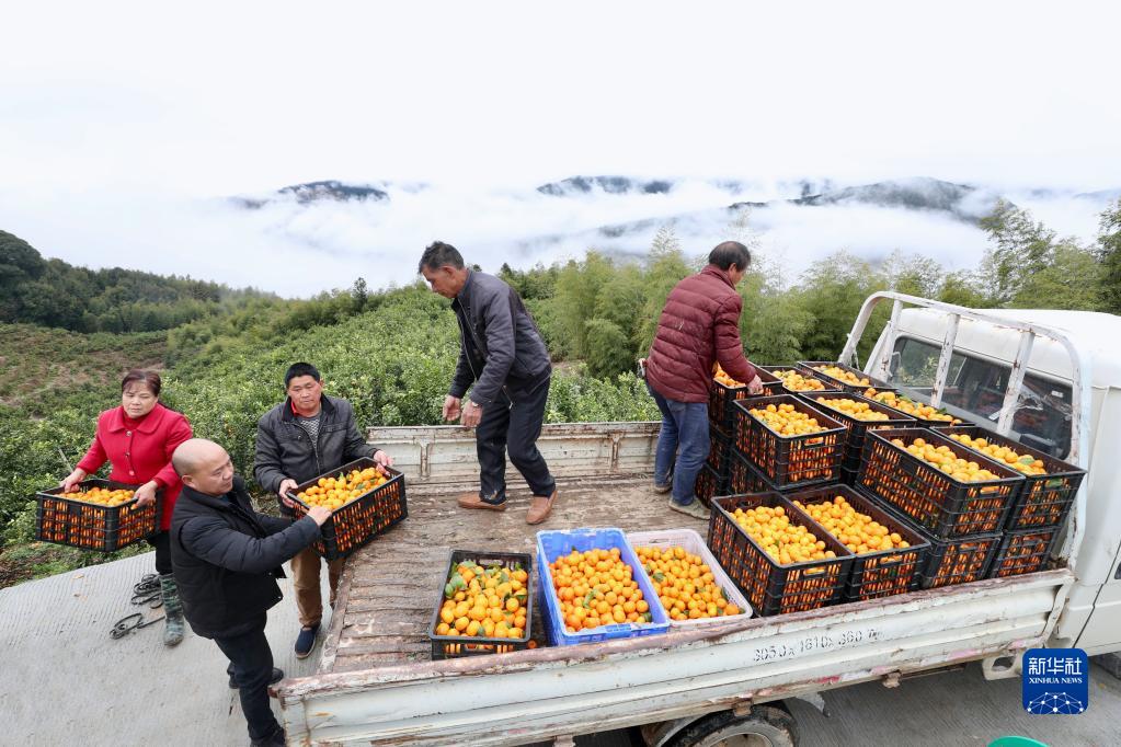 新春走基层｜高山果园兴乡村