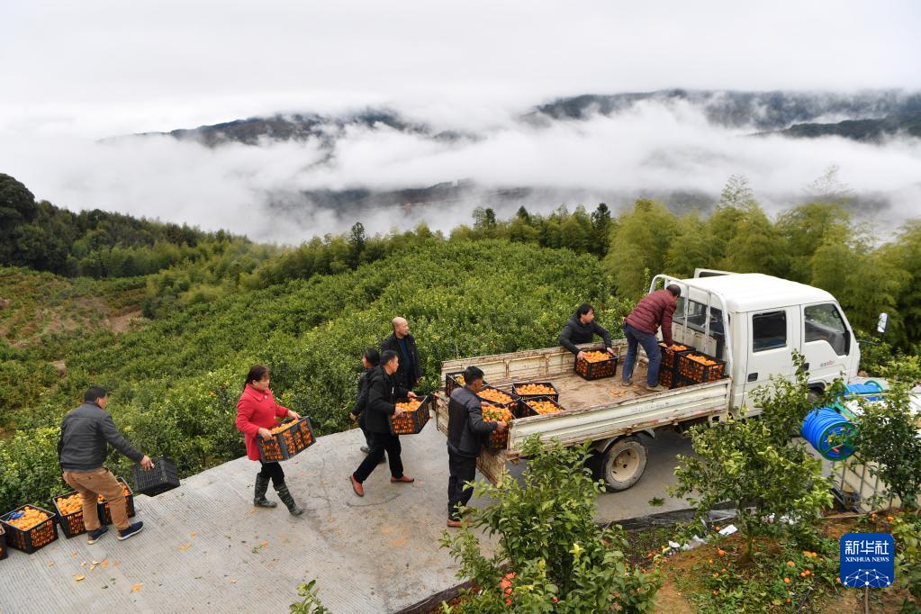 新春走基层｜高山果园兴乡村