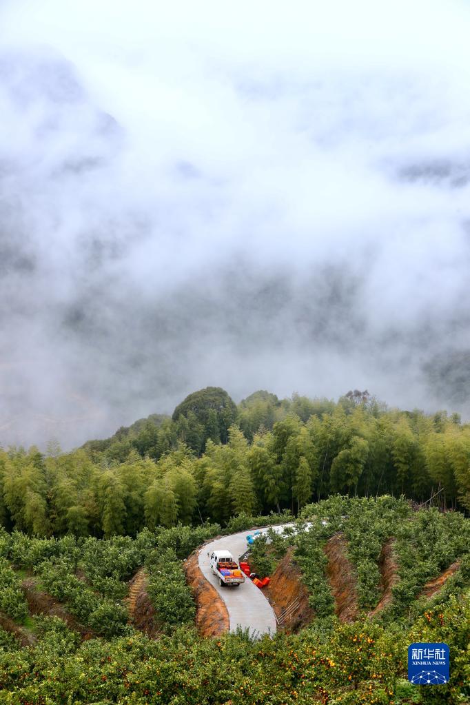 新春走基层｜高山果园兴乡村