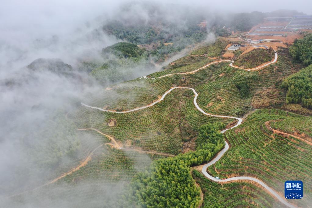 新春走基层｜高山果园兴乡村