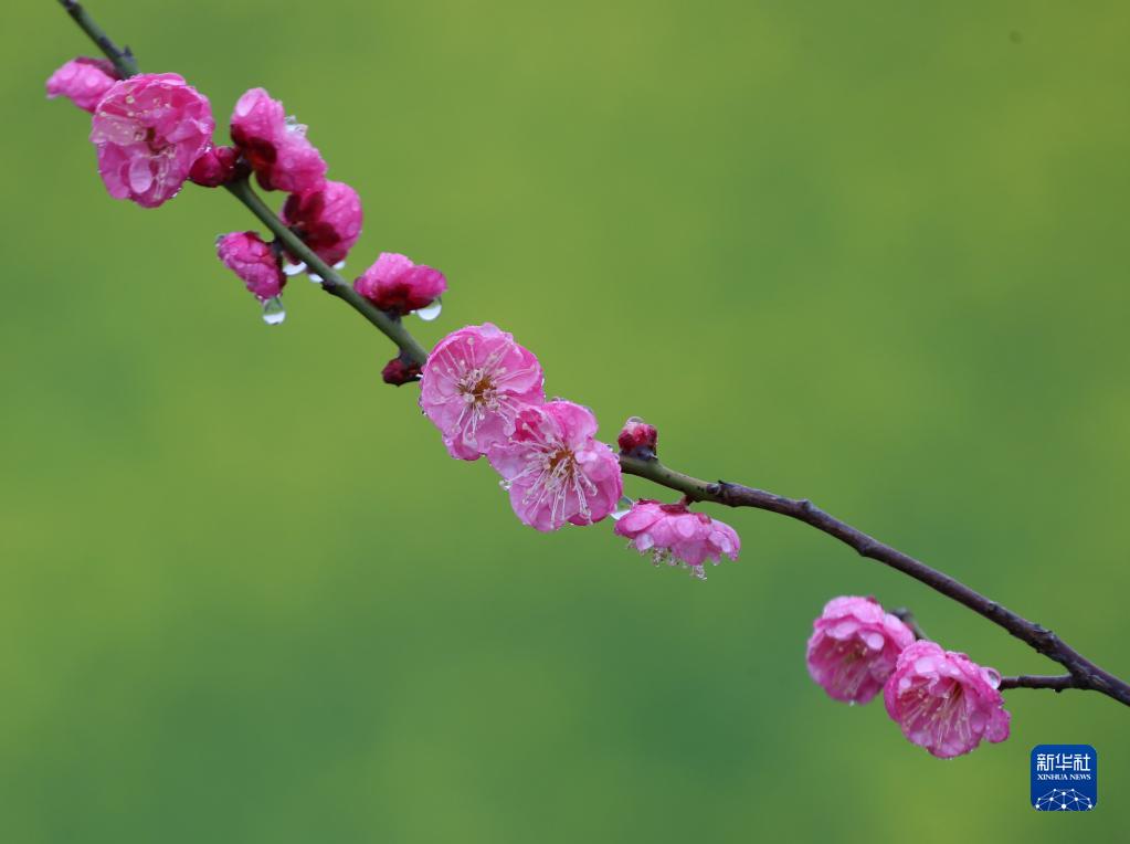 春来花开早