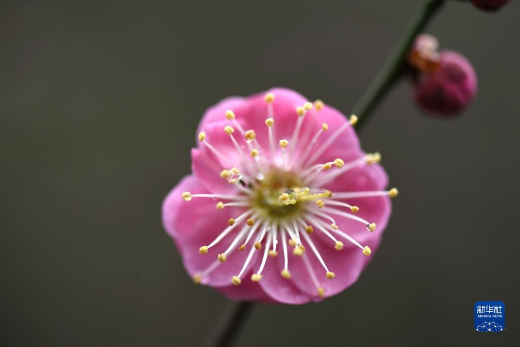 春来花开早