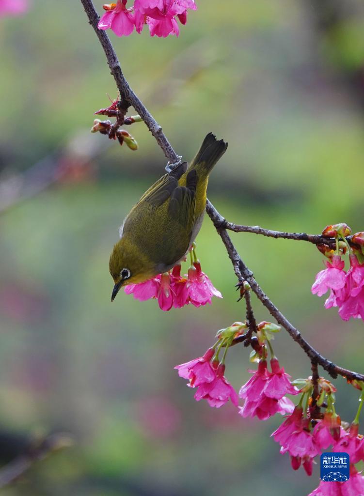 春来花开早