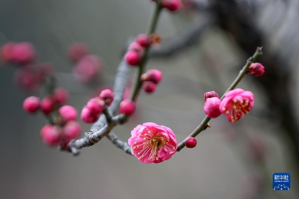 春来花开早