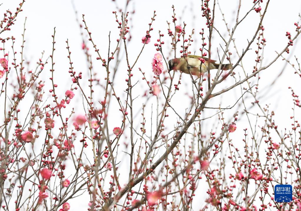 春来花开早