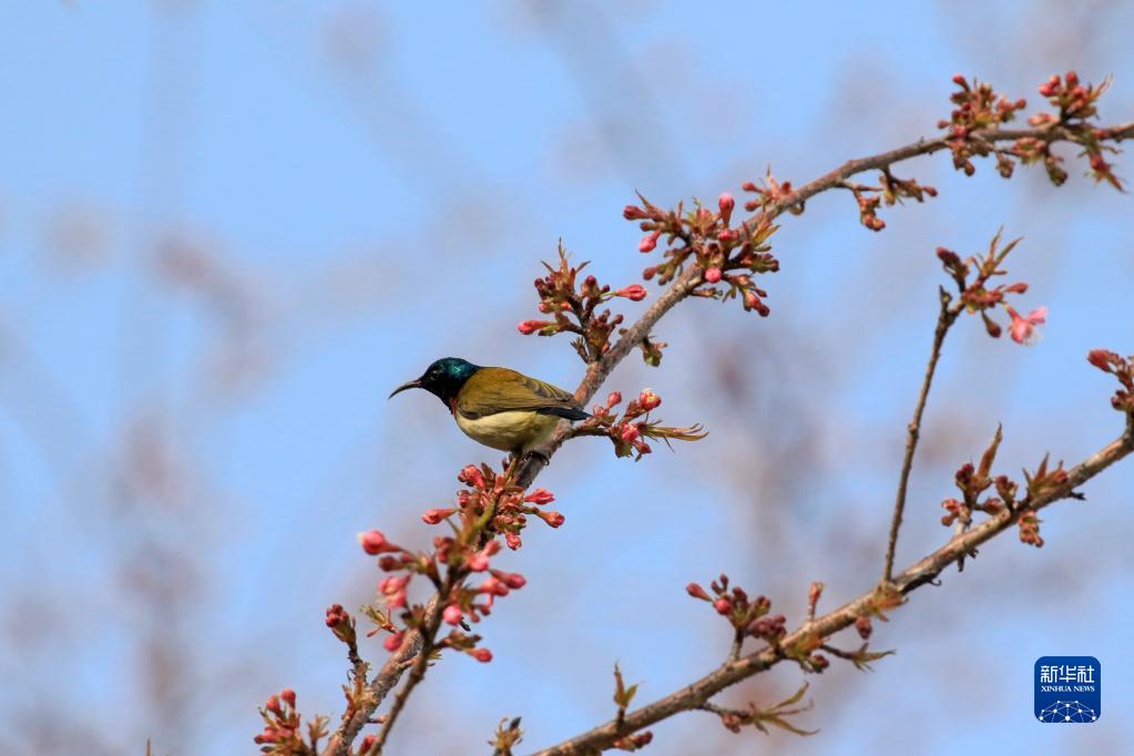 春来花开早