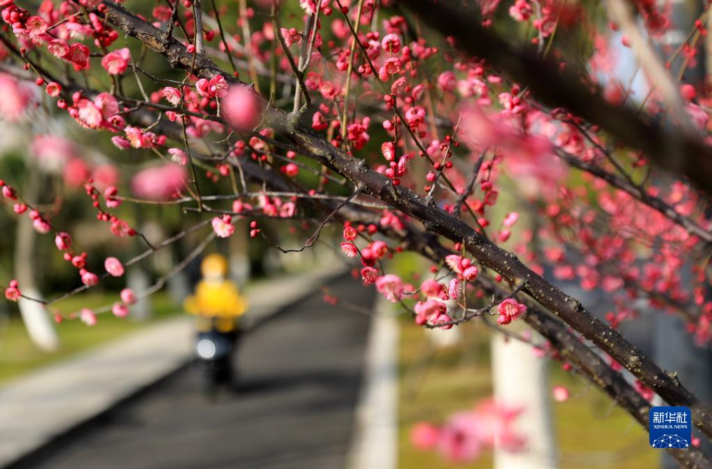 春来花开早