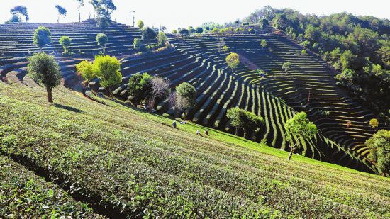 云南宁洱：春茶开采