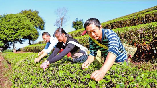 云南宁洱：春茶开采