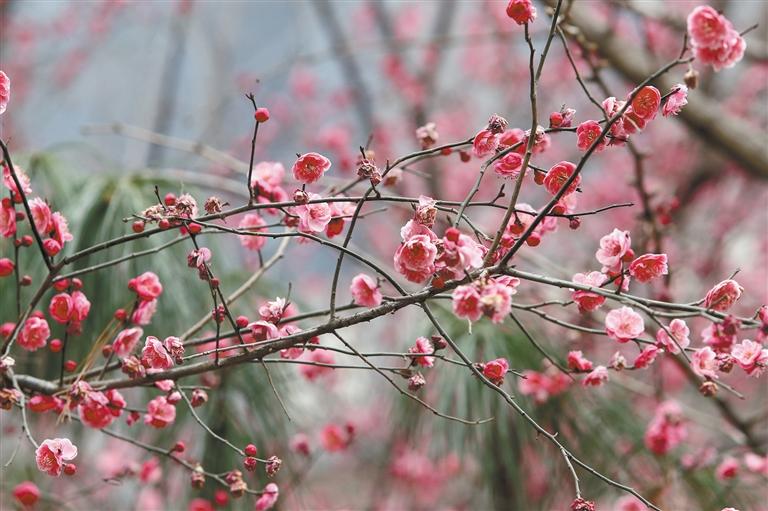 碧波荡漾梅花开