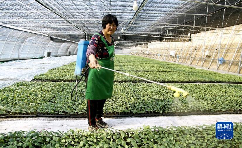 北京：现代化农业大棚生产忙