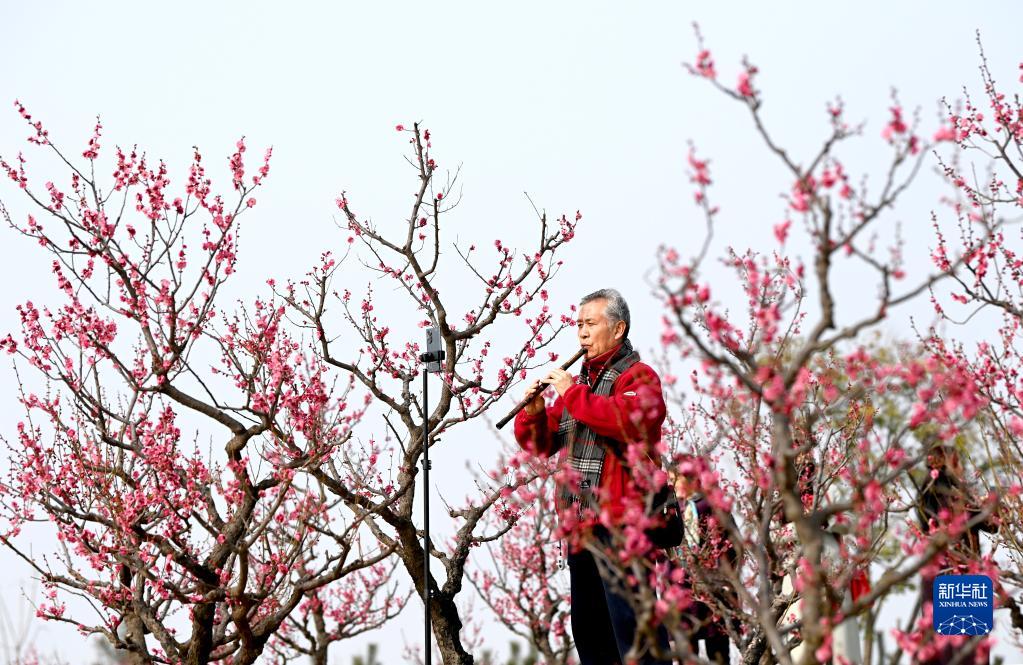 西安：梅花照眼早春时