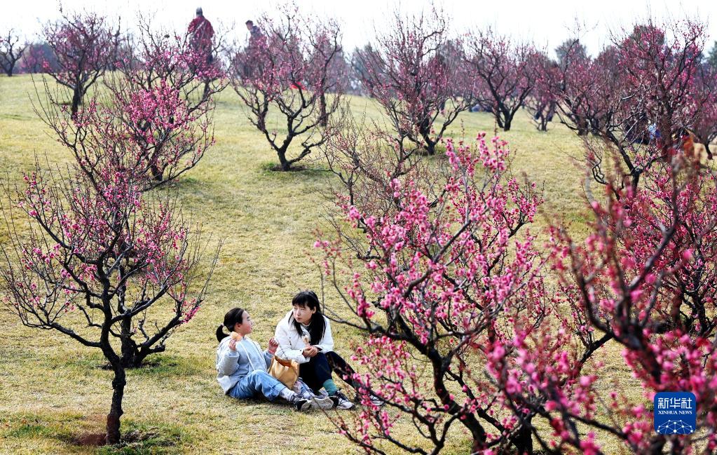 西安：梅花照眼早春时