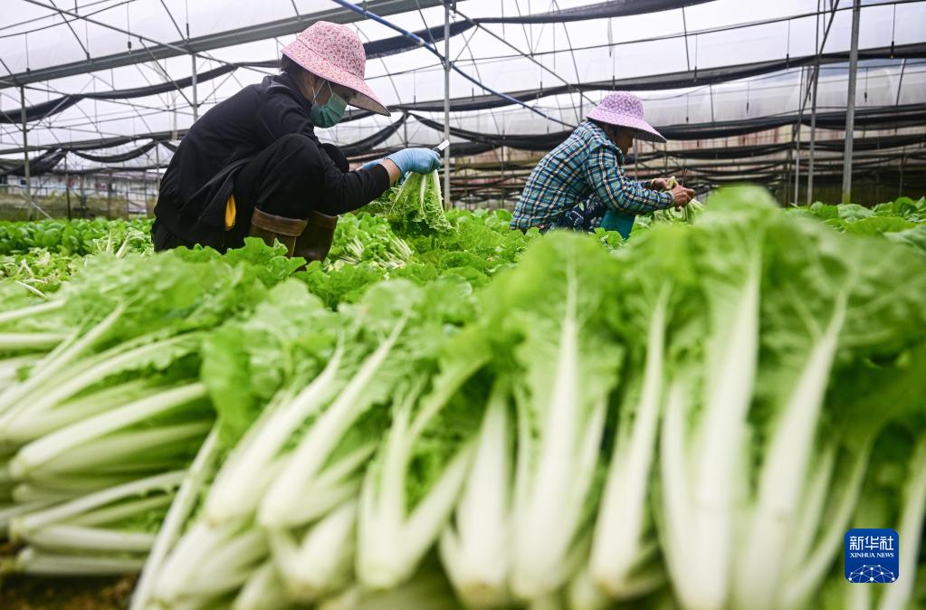 海南：春日收获在希望的田野