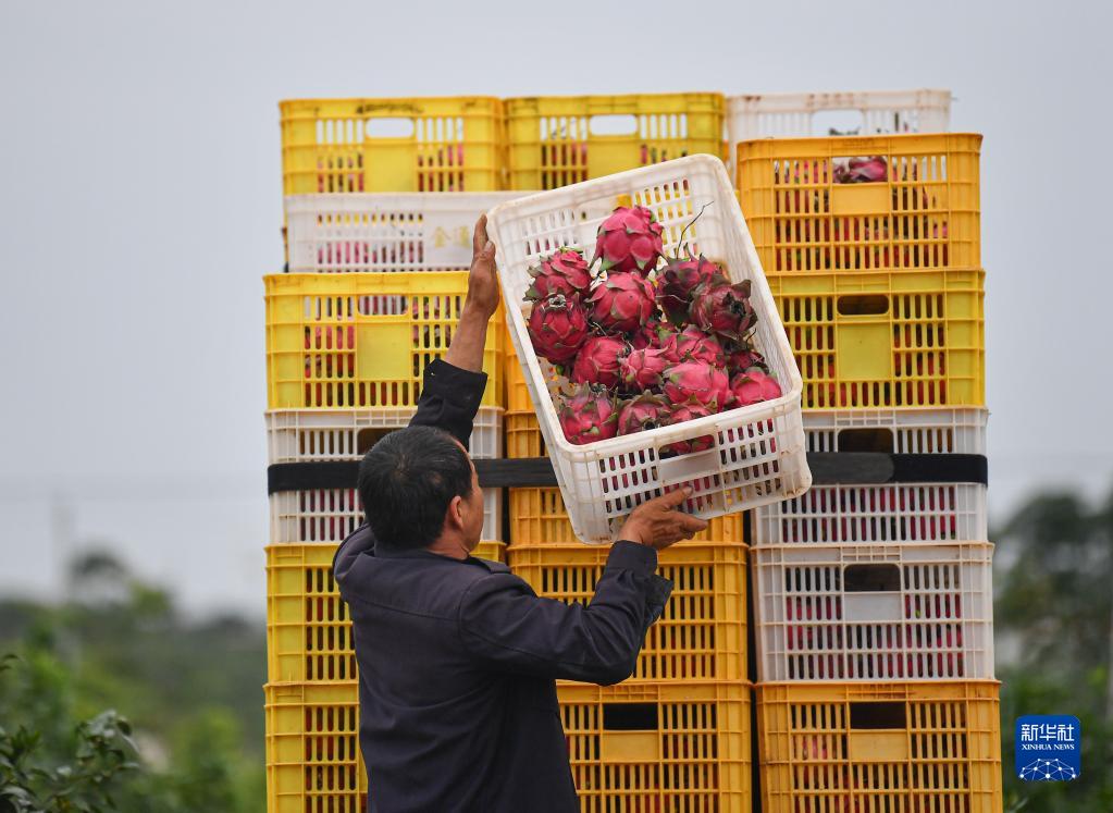 海南：春日收获在希望的田野