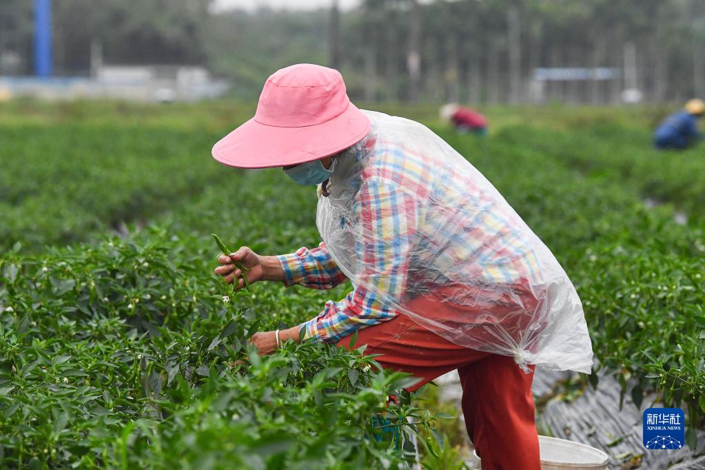 海南：春日收获在希望的田野
