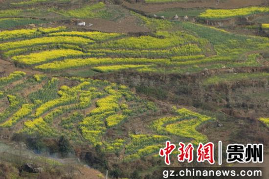 贵州：清镇市新店镇借赏花季推出众多旅游活动