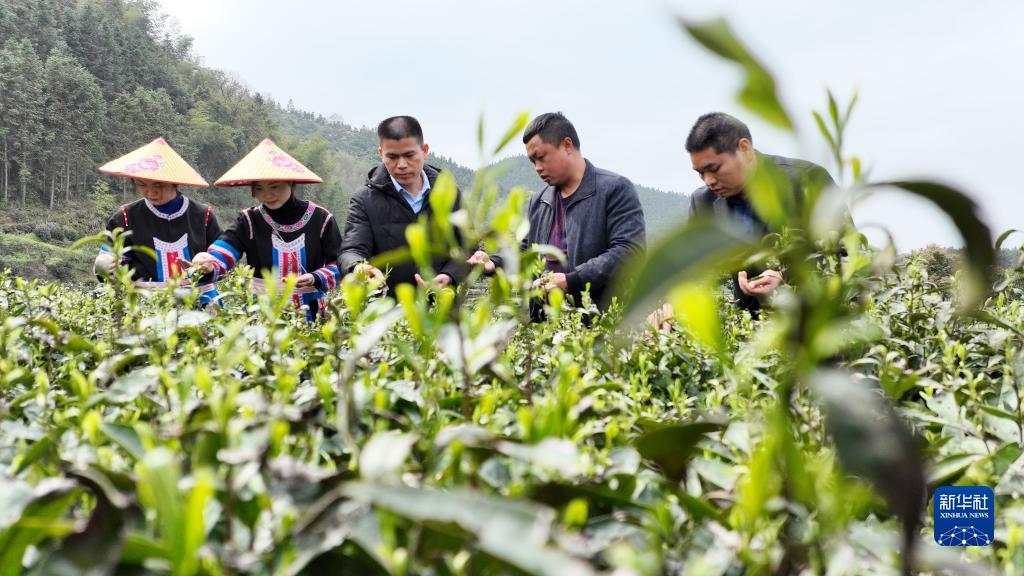 湖南常宁：茶香四溢