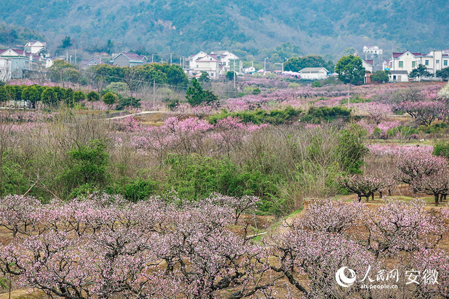 马鞍山当涂：桃花村里赏桃花 青山脚下春意浓