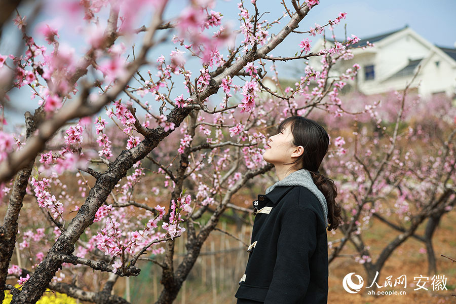 马鞍山当涂：桃花村里赏桃花 青山脚下春意浓