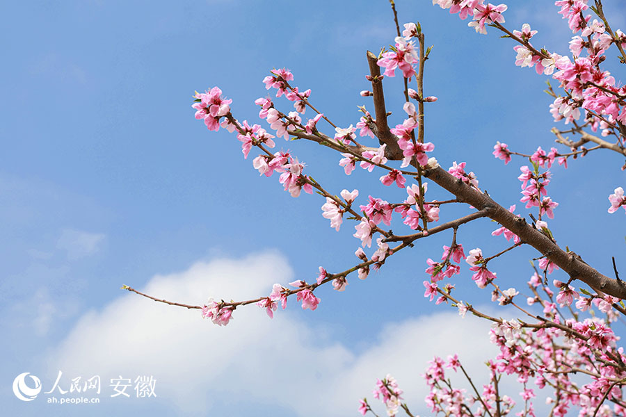马鞍山当涂：桃花村里赏桃花 青山脚下春意浓