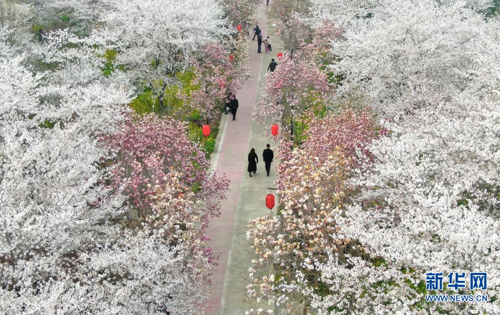 河南鄢陵：赏花游园 乐享春光