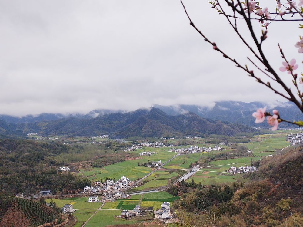 新华全媒+|冬闲田里油菜花开——安徽扩种油菜增效益一线观察