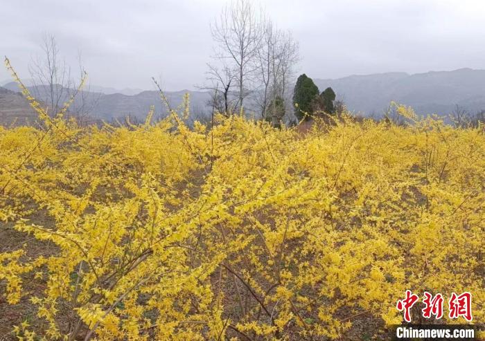 甘肃成县：连翘花海出“钱景” 农户“花事”致富