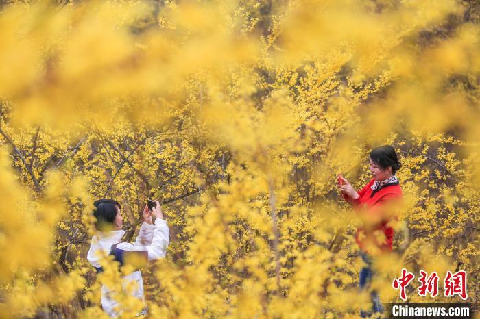 甘肃成县：连翘花海出“钱景” 农户“花事”致富