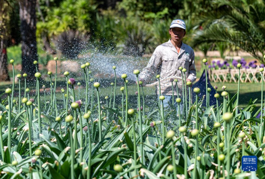 “葱葱”花已开