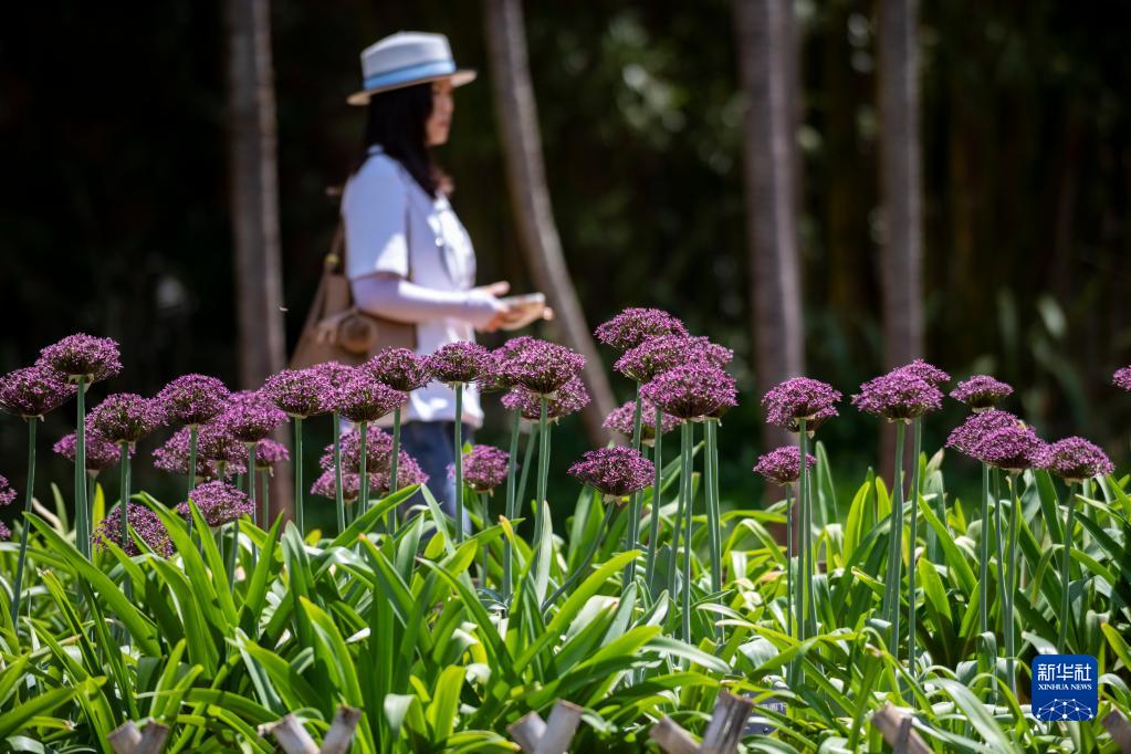 “葱葱”花已开