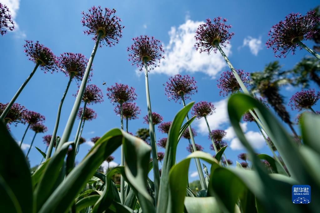 “葱葱”花已开