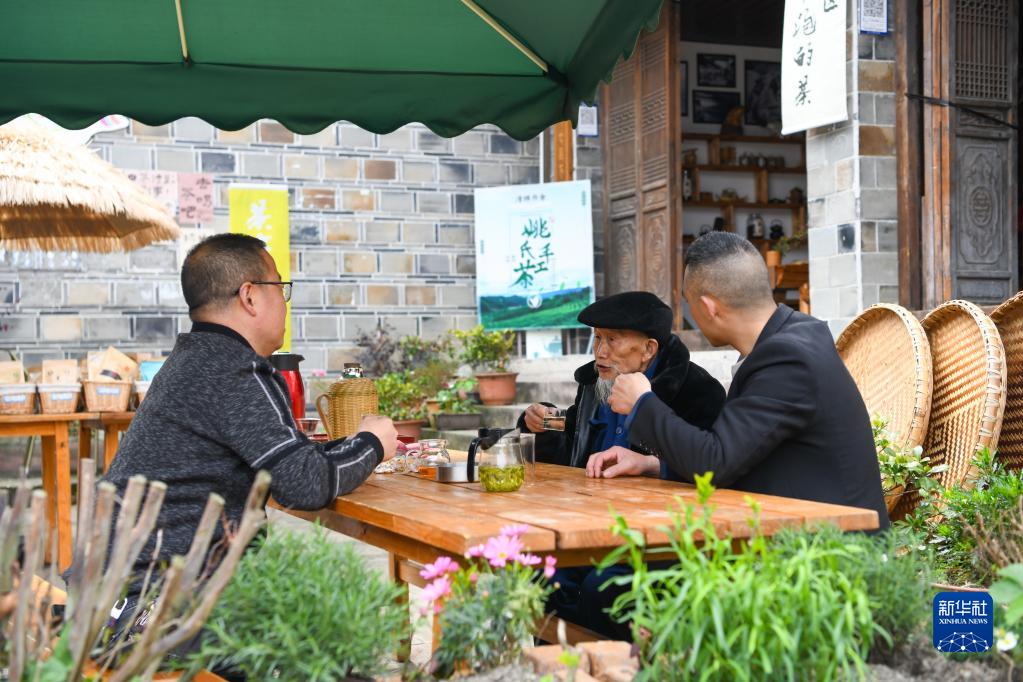 四川汶川：明前茶飘香