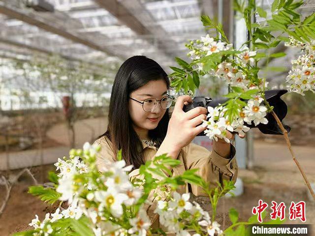 中国北方县城林西：用“植物界大熊猫”谋乡村振兴路