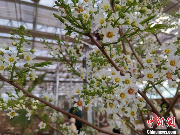 中国北方县城林西：用“植物界大熊猫”谋乡村振兴路