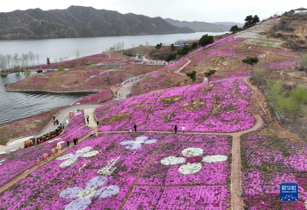 河北迁西：芝樱花烂漫