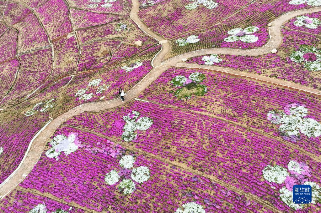 河北迁西：芝樱花烂漫