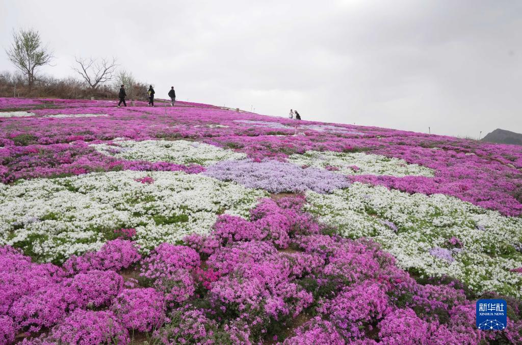 河北迁西：芝樱花烂漫